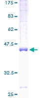 Human FAM162A / C3orf28 Protein (Recombinant GST)