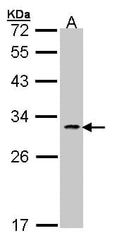PathPlus™ FASLG / Fas Ligand Antibody