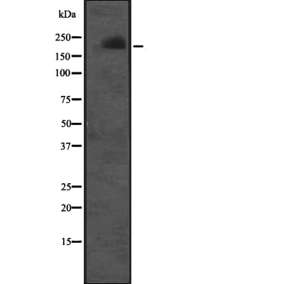 CUL7 Antibody