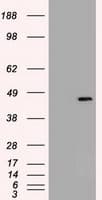 SOX17 Antibody (clone OTI2G8)