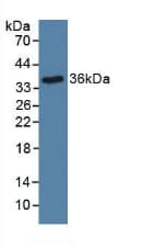 STAT5B Antibody (aa497-749, Cy3)