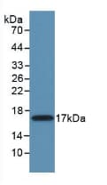 MMP11 Antibody (aa287-491, Cy3)