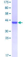 Human RAP2 Protein (Recombinant GST)