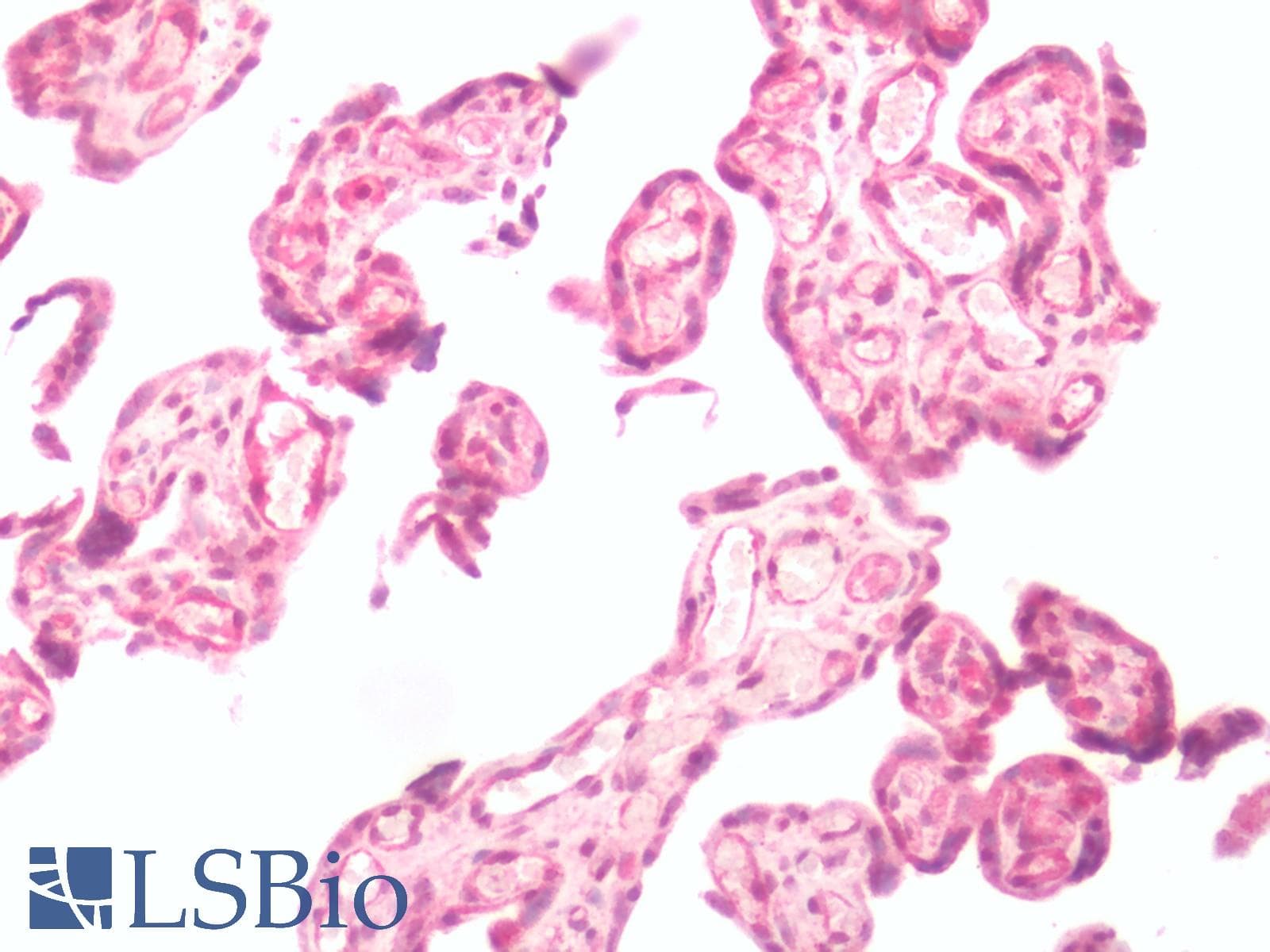 IHC-plus™ OXTR / Oxytocin Receptor Antibody (N-Terminus)