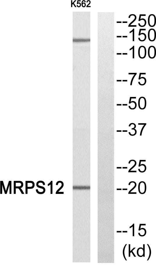 MRPS12 / RPSM12 Antibody