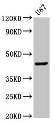 IHC-plus™ IDO1 / IDO Antibody