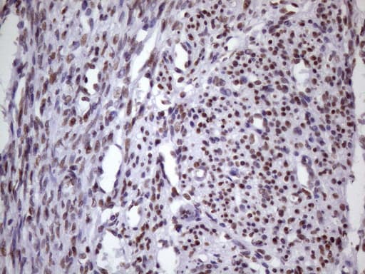 NUDT21 Antibody (aa2-227, clone OTI13H1, Carrier-free)