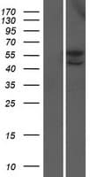 MICU3 / EFHA2 Protein (Over-Expression Lysate Myc-DDK (Flag))