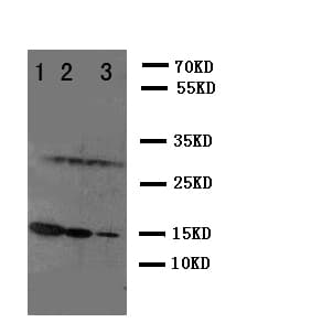 Polyclonal Rabbit anti-Mouse IL2 Antibody (aa151-169, WB)