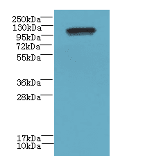 STOX1 Antibody
