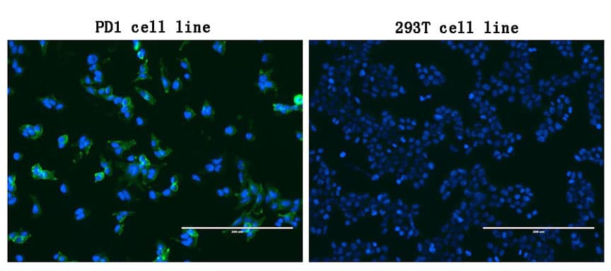 PDCD1 / CD279 / PD-1 Antibody (clone OTI14C5)