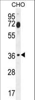 FOSL2 / FRA-2 Antibody (aa95-122)
