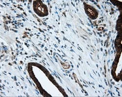 HMRF1L / MTRF1L Antibody (clone OTI1B3, Carrier-free)