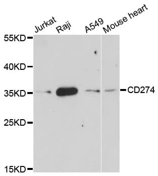 CD274 / B7-H1 / PD-L1 Antibody