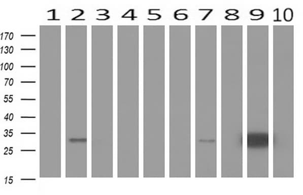 EPCAM Antibody (clone UMAB131, Carrier-free)