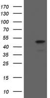 MAFB Antibody (aa32-320, clone OTI1E9)