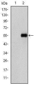 CD105 Antibody (clone 3A9)