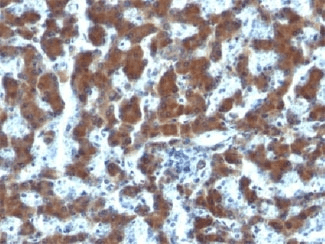 RBP / Retinol Binding Protein Antibody (clone G4E4)
