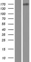 MEGF6 Protein (Over-Expression Lysate Myc-DDK (Flag))