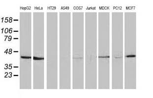 HAO1 Antibody (clone OTI5C3)
