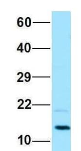 PAM16 Antibody (C-Terminus)