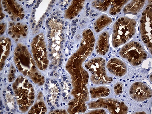 ASL / Argininosuccinate Lyase Antibody (clone OTI9G2, Carrier-free)