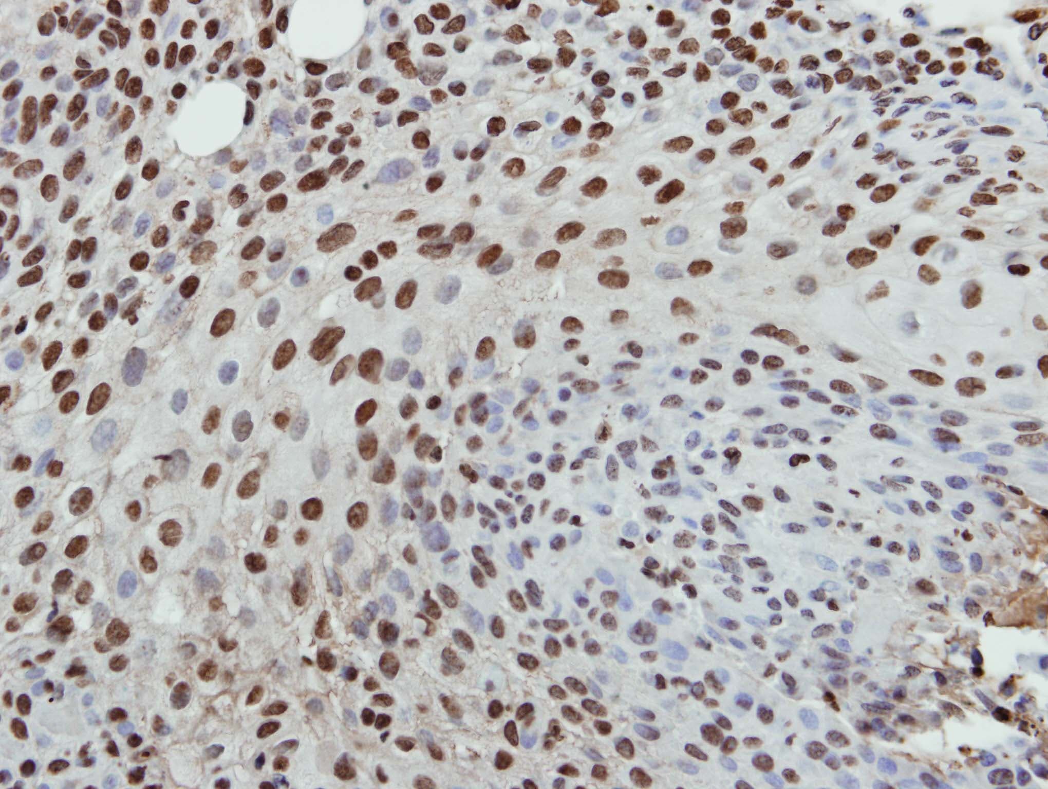 Histone H3.3 Antibody (aa1-86)