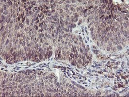 PNMT Antibody (clone OTI1D2, Carrier-free)