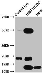 HIST1H2BN Antibody