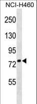 Polyclonal Rabbit anti-Human ZNF607 Antibody (aa312-338, WB)