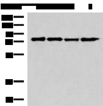 AKAP17A / 721P Antibody