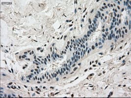 DHFR Antibody (clone OTI3A11, Carrier-free)