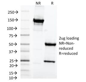 MAML3 / CAGH3 Antibody (clone MAML3/1303, Azide-free, BSA-free)