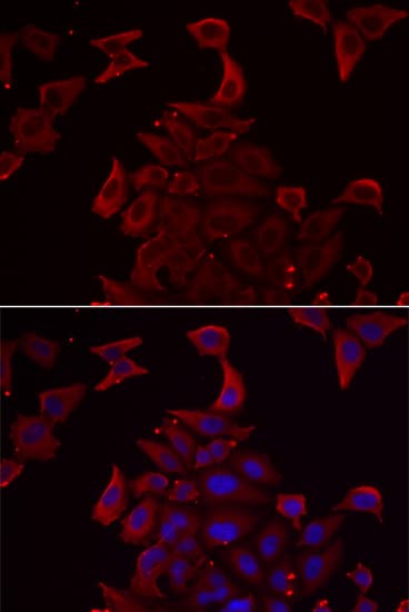 PDHX / Protein X / ProX Antibody