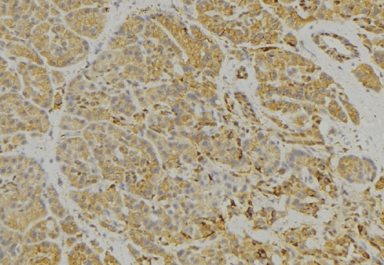CNTNAP3 / CASPR3 Antibody