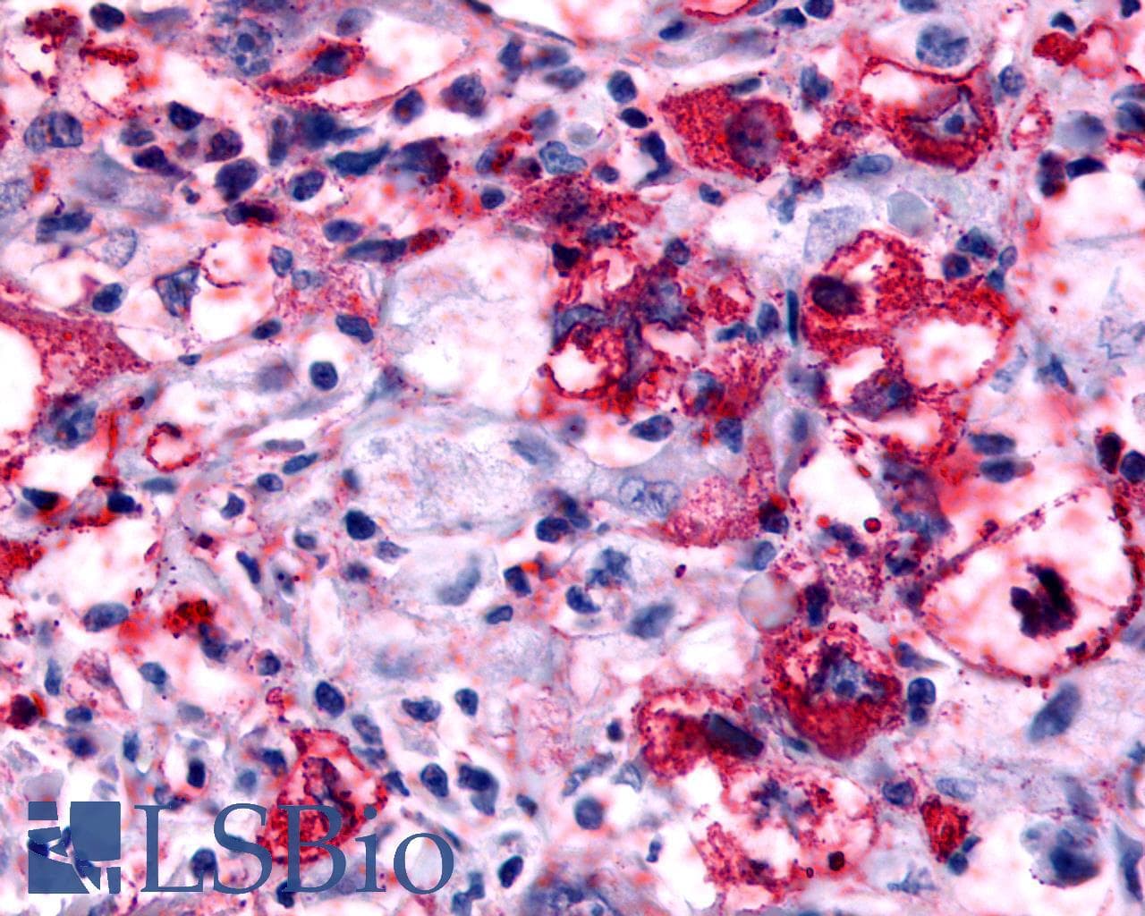 PathPlus™ HRH4 / Histamine H4 Receptor Antibody (Cytoplasmic Domain)