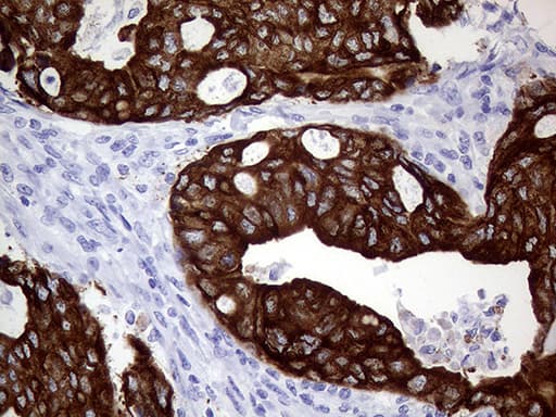 AGR2 Antibody (aa21-175, clone OTI3F2)