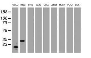 JUN / c-Jun Antibody (clone OTI10C2, Carrier-free)