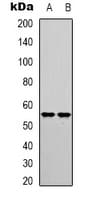 IRF3 Antibody (C-Terminus)