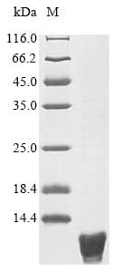 E. coli Carbon storage regulator Protein (Recombinant)