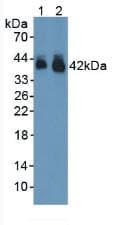 GJA1 / CX43 / Connexin 43 Antibody (aa180-382)