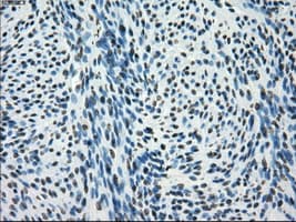 SATB1 Antibody (clone OTI11H4, Carrier-free)