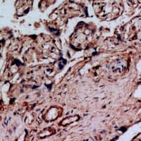 DLK1 / Pref-1 Antibody