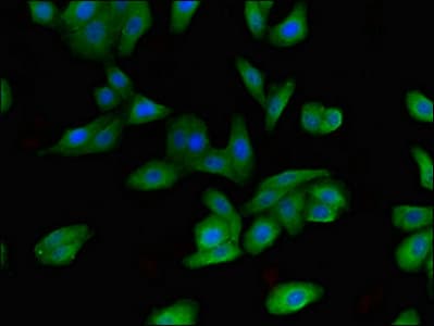 Polyclonal Rabbit anti-Human FBX09 / FBXO9 Antibody (IHC, IF)