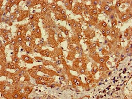 CYP-M / CYP20A1 Antibody
