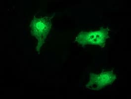 SNTG1 Antibody (clone OTI3G10)