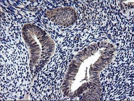 NEK11 Antibody (clone OTI5D9, Carrier-free)