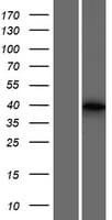 USP50 Protein (Over-Expression Lysate Myc-DDK (Flag))