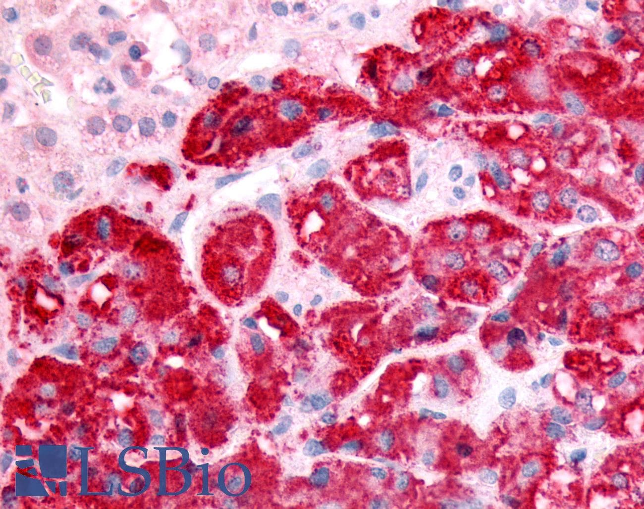 IHC-plus™ SPHK / SPHK1 Antibody (N-Terminus)