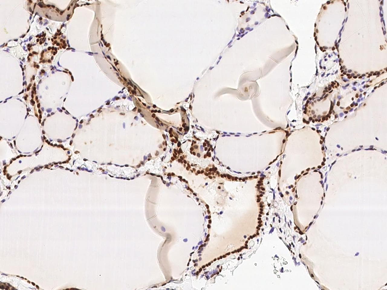 C4orf20 / UFSP2 Antibody (Preservative Free)